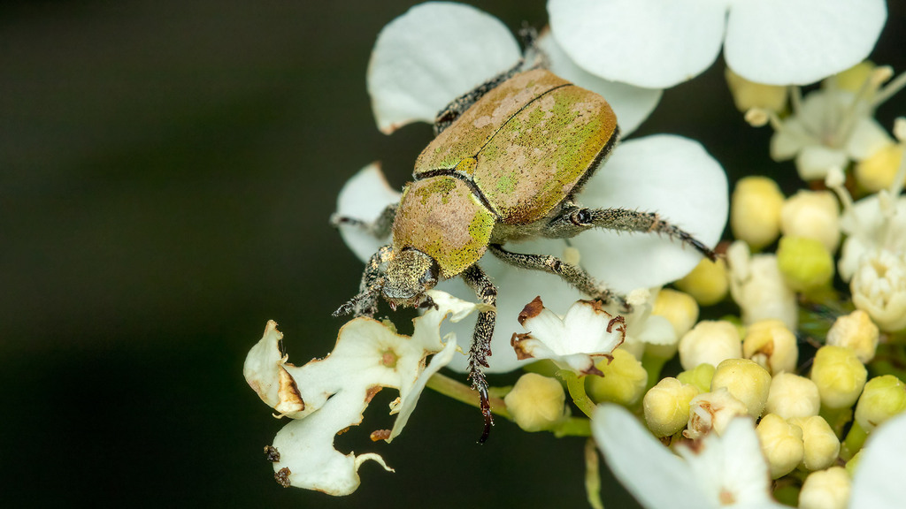 Scarabaeidae Hoplia argentea