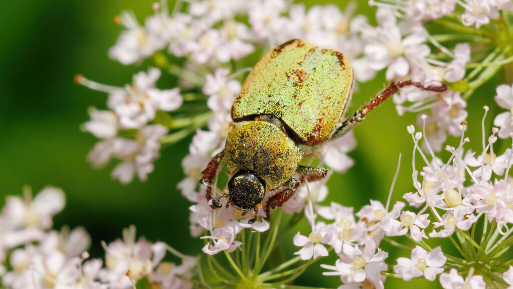 Scarabaeidae Hoplia argentea