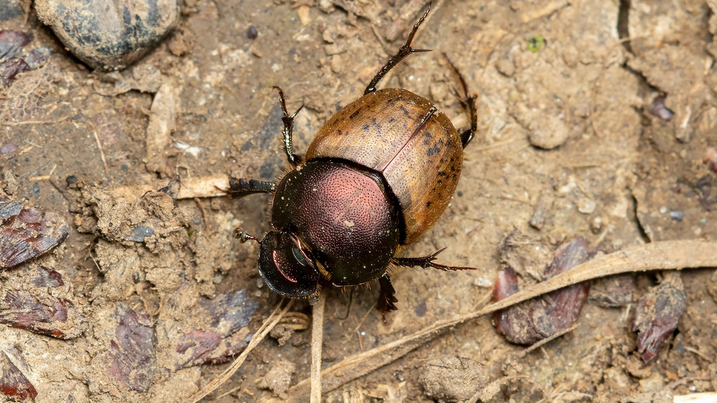 Scarabaeidae Onthophagus coenobita