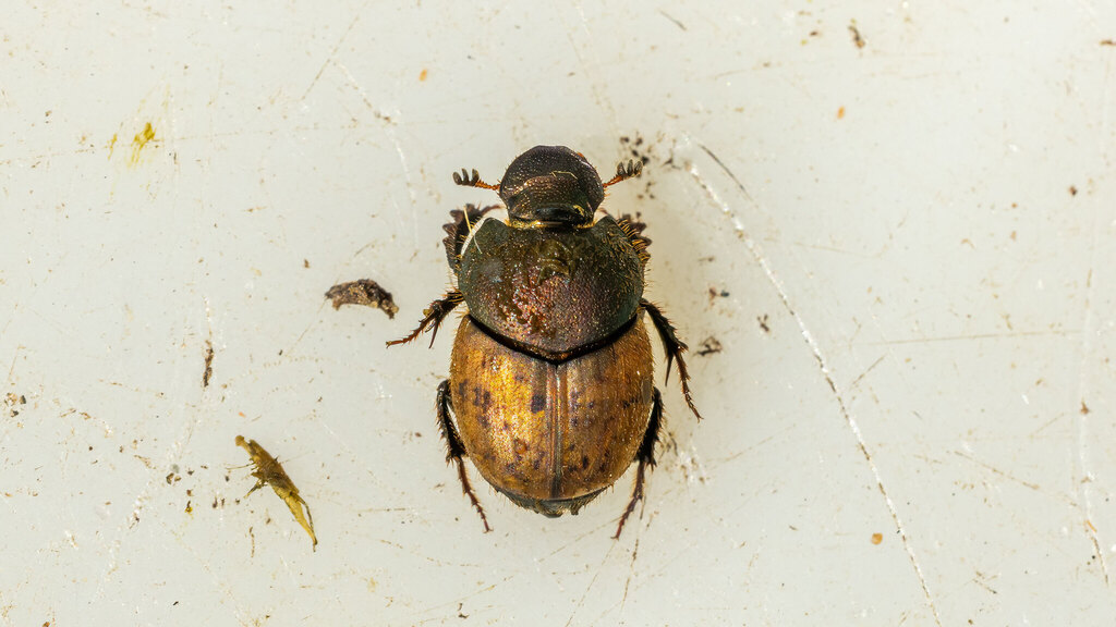 Scarabaeidae Onthophagus coenobita