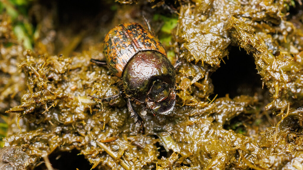 Scarabaeidae Onthophagus fracticornis