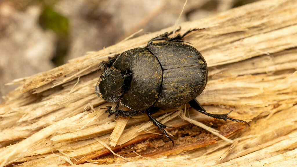 Scarabaeidae Onthophagus verticicornis