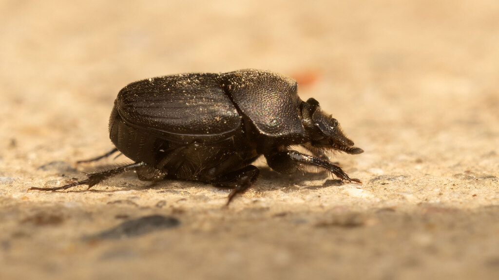 Scarabaeidae Onthophagus verticicornis