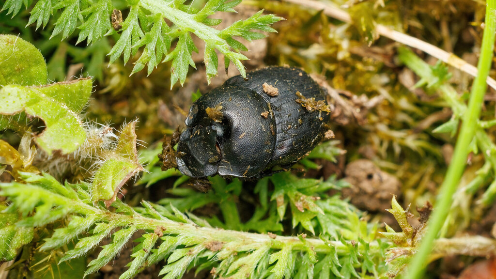 Scarabaeidae Onthophagus verticicornis