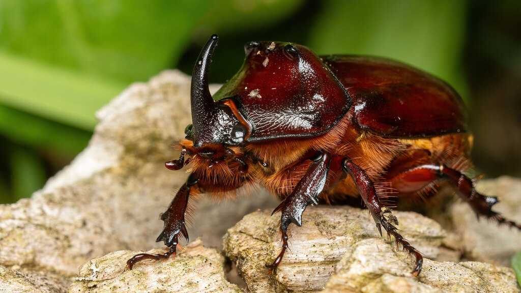 Scarabaeidae Oryctes nasicornis