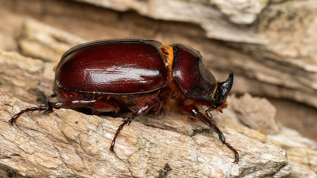 Scarabaeidae Oryctes nasicornis
