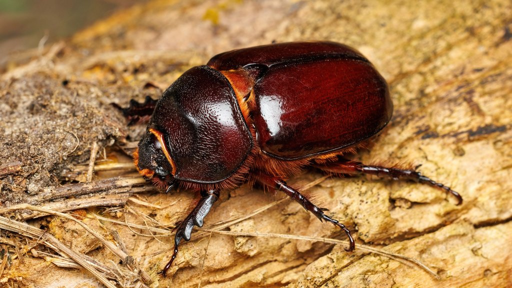 Oryctes nasicornis holdhausi