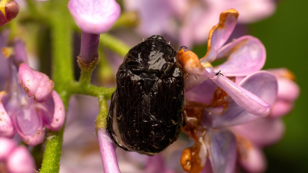 Scarabaeidae Oxythyrea funesta