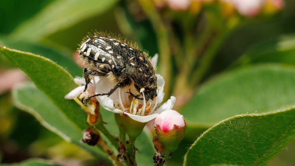 Scarabaeidae Oxythyrea funesta