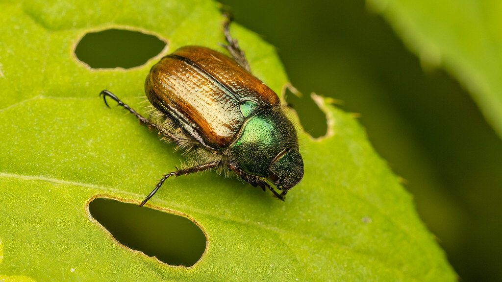 Scarabaeidae Phyllopertha horticola