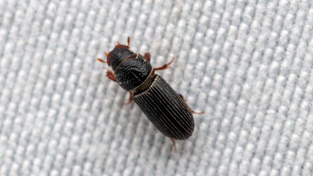 Scarabaeidae Pleurophorus