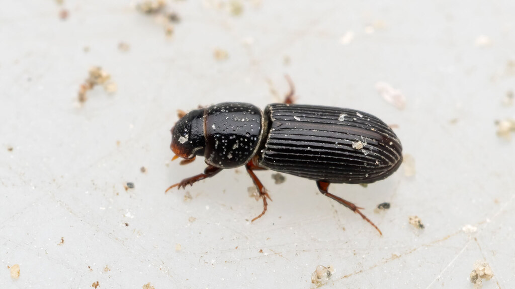 Scarabaeidae Pleurophorus caesus
