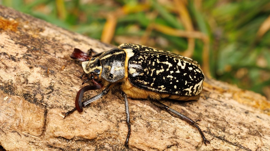 Polyphylla fullo