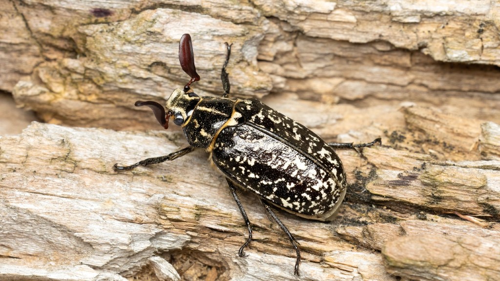 Polyphylla fullo