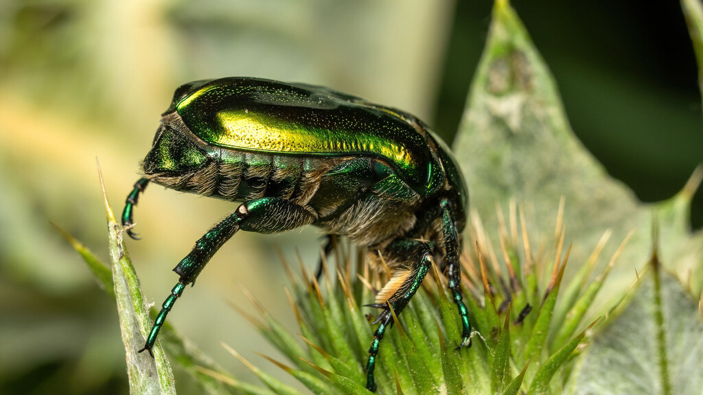 Scarabaeidae Protaetia