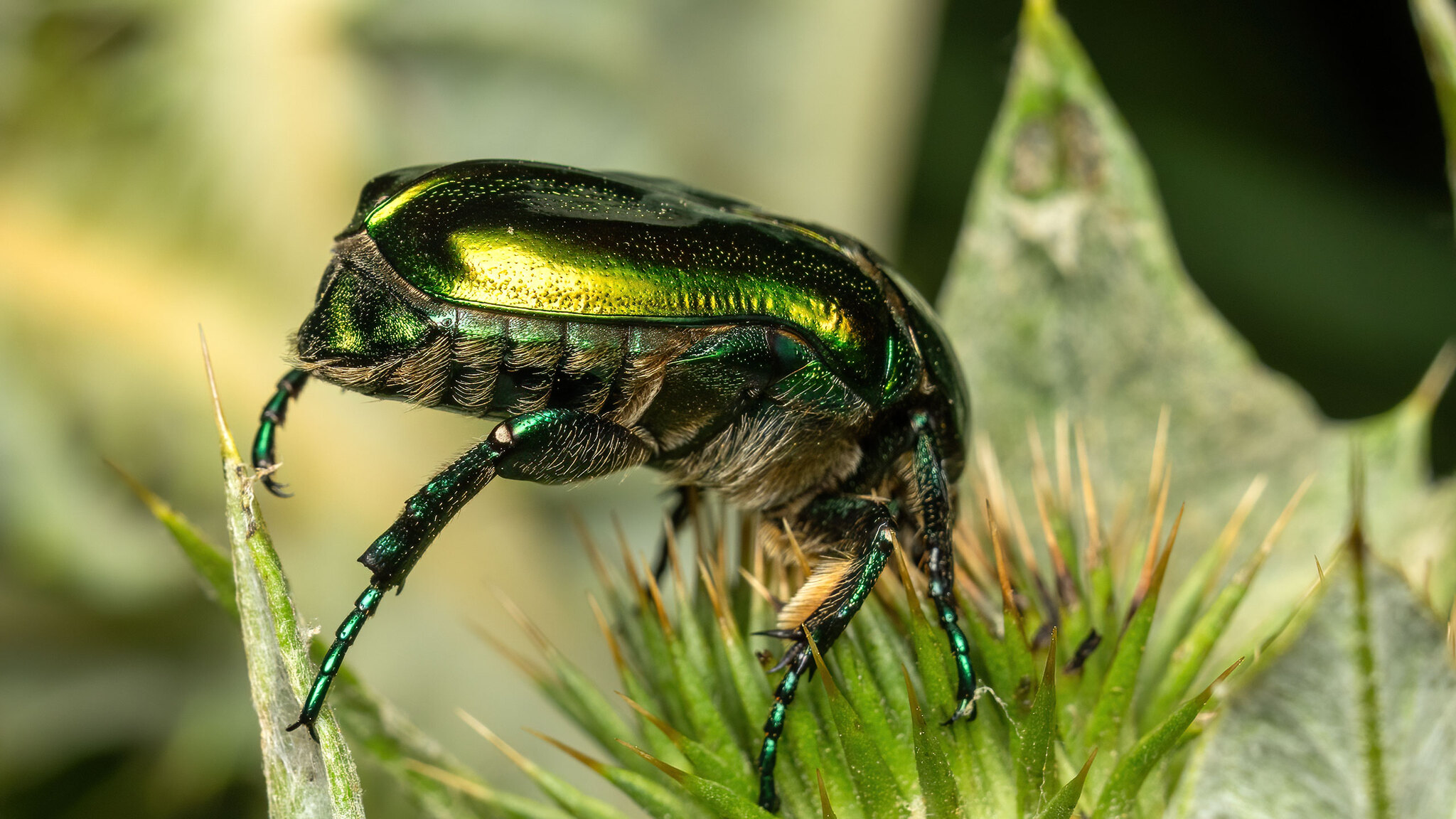 Scarabaeidae Protaetia