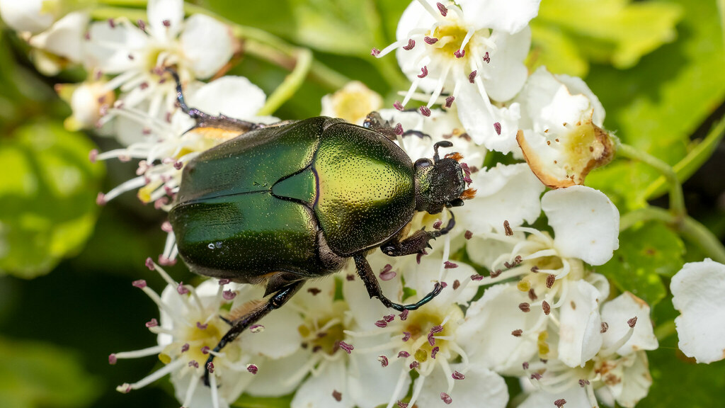 Scarabaeidae Protaetia cuprea