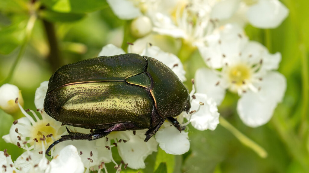 Scarabaeidae Protaetia cuprea