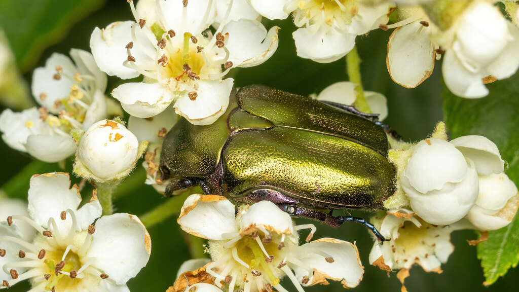 Scarabaeidae Protaetia cuprea