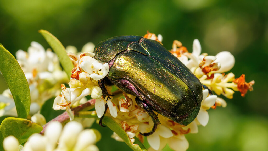 Scarabaeidae Protaetia cuprea