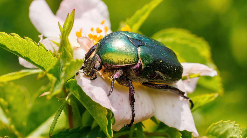 Scarabaeidae Protaetia cuprea