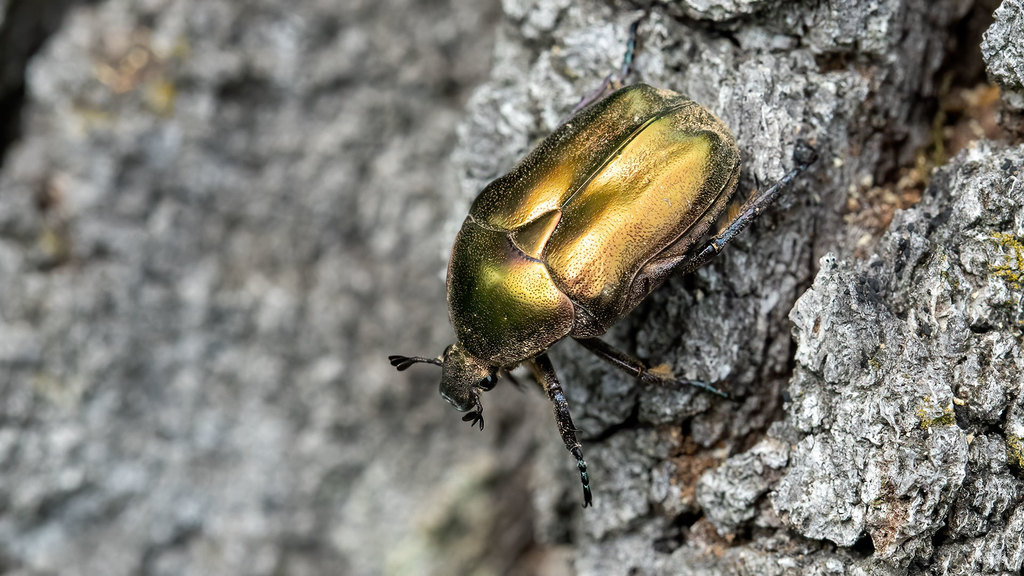 Scarabaeidae Protaetia cuprea