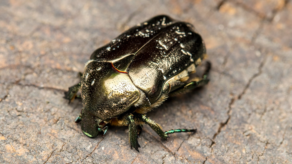 Scarabaeidae Protaetia marmorata