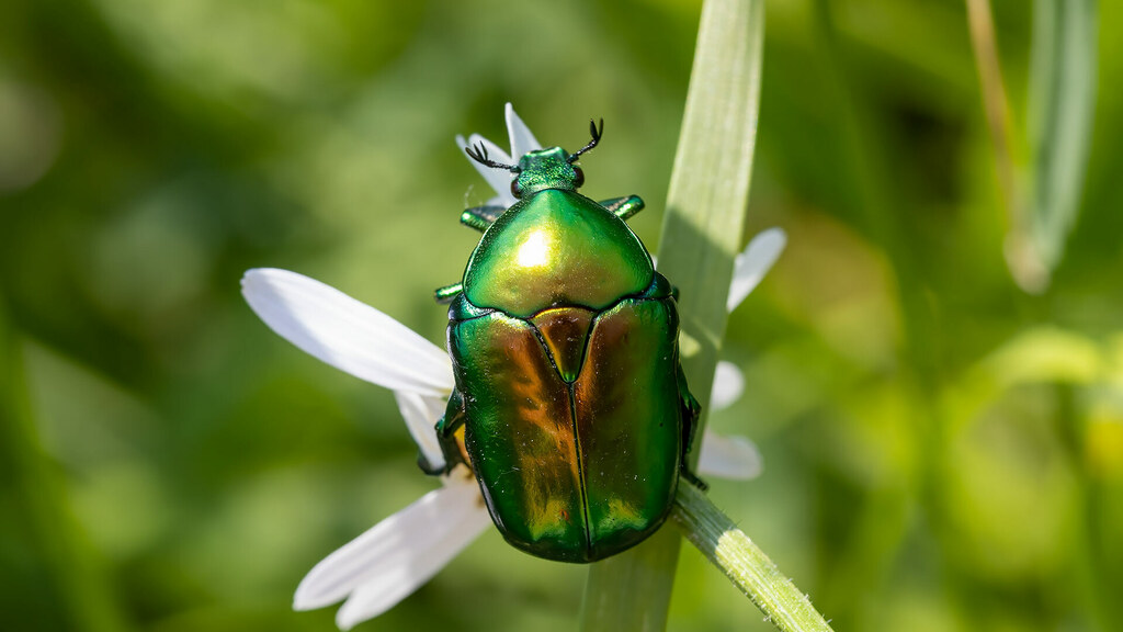 Scarabaeidae Protaetia speciosissima