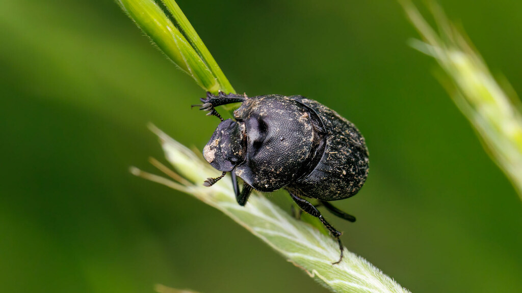 Scarabaeidae Scarabaeidae