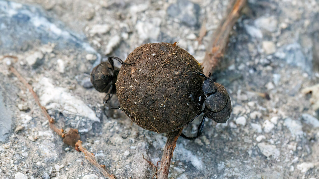 Scarabaeidae Sisyphus schaefferi