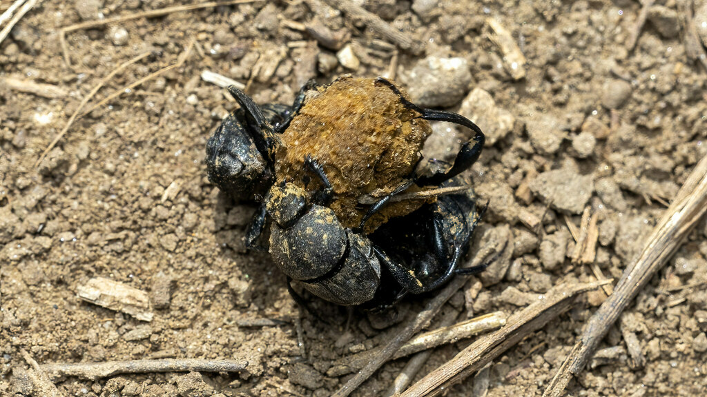Scarabaeidae Sisyphus schaefferi