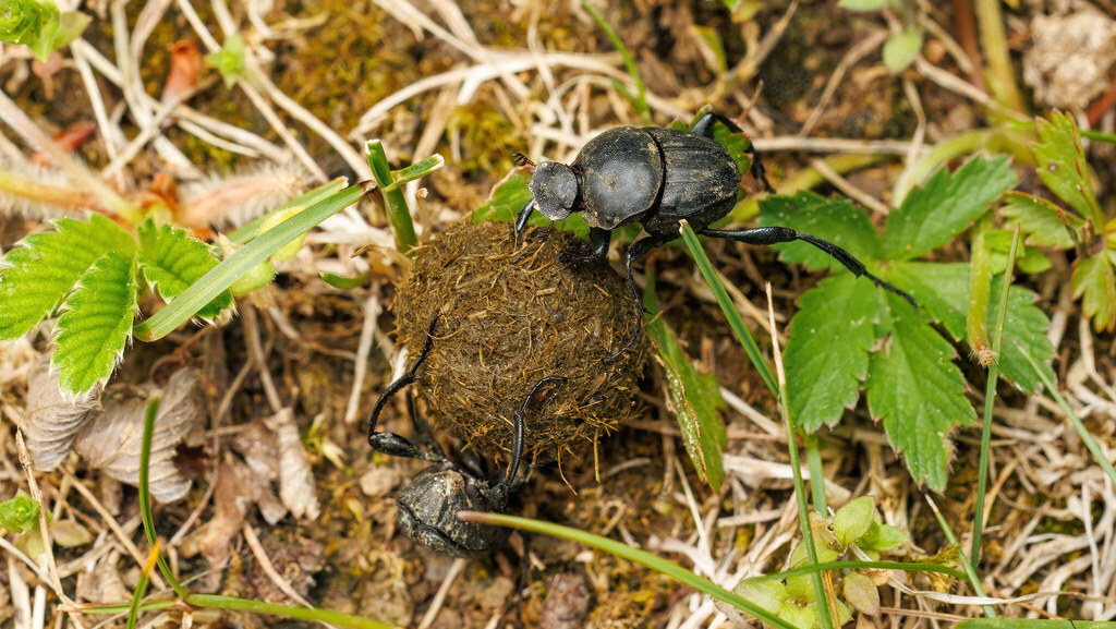 Scarabaeidae Sisyphus schaefferi