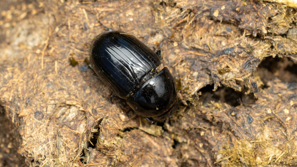 Scarabaeidae Teuchestes fossor