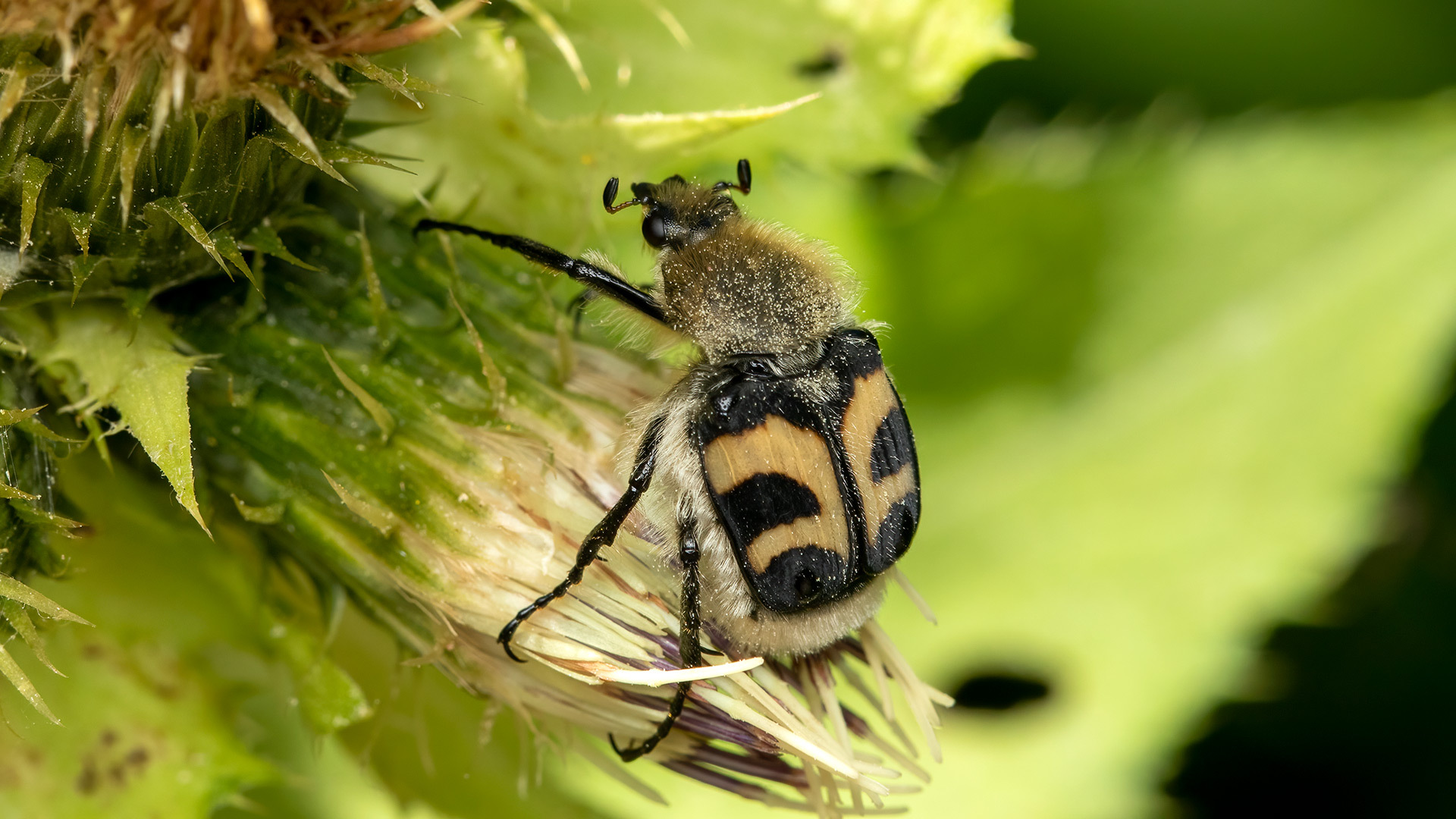 Scarabaeidae Trichius fasciatus