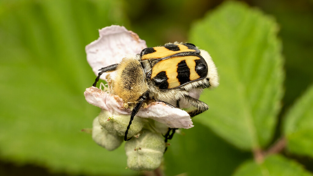 Scarabaeidae Trichius sexualis