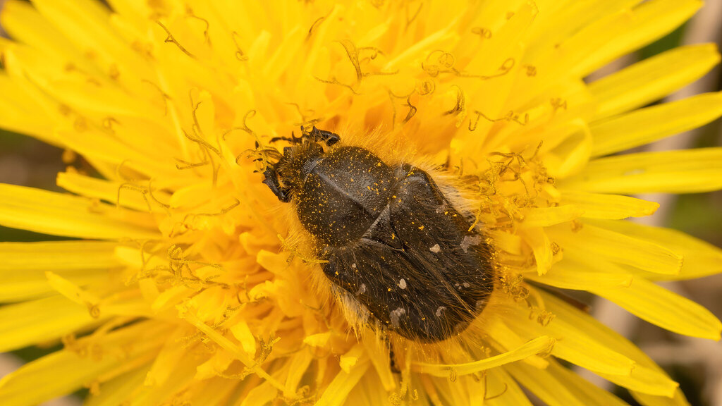 Scarabaeidae Tropinota hirta