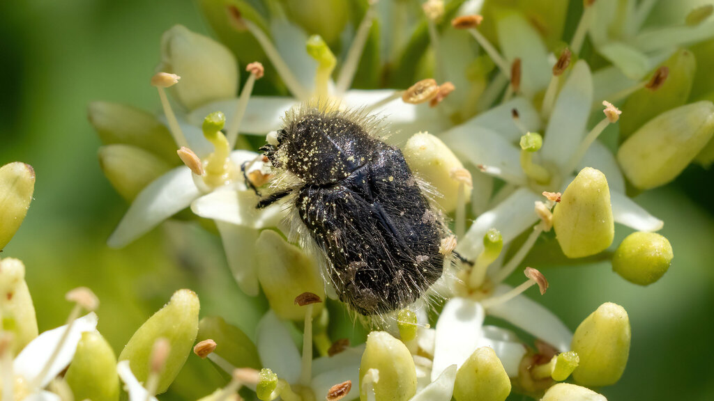 Scarabaeidae Tropinota hirta