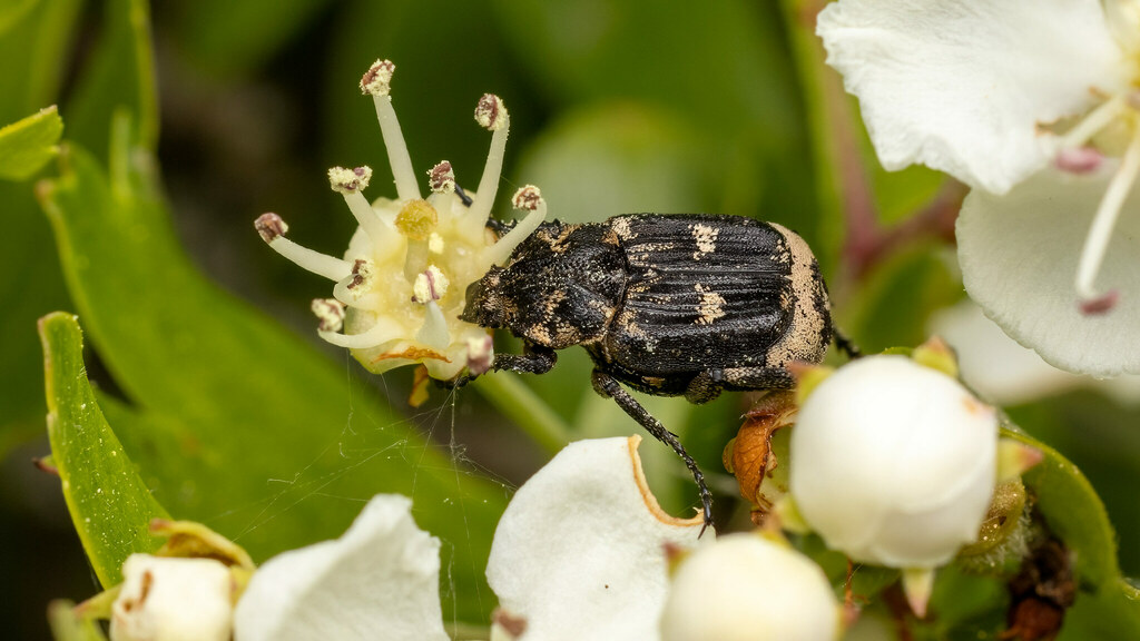 Scarabaeidae Valgus hemipterus