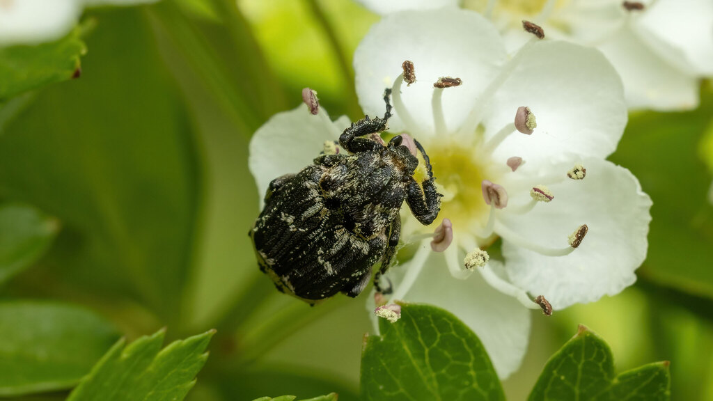 Scarabaeidae Valgus hemipterus