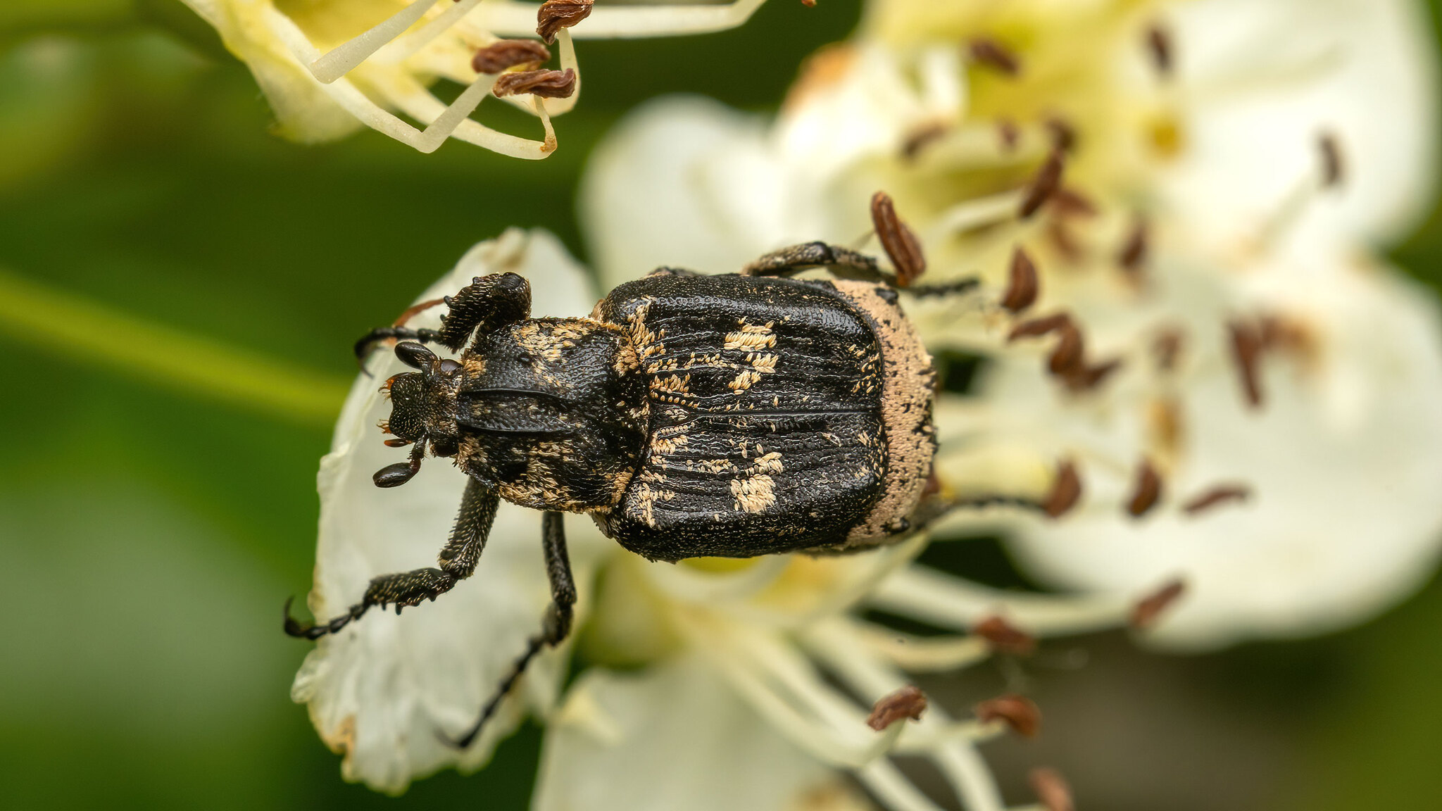 Scarabaeidae Valgus hemipterus