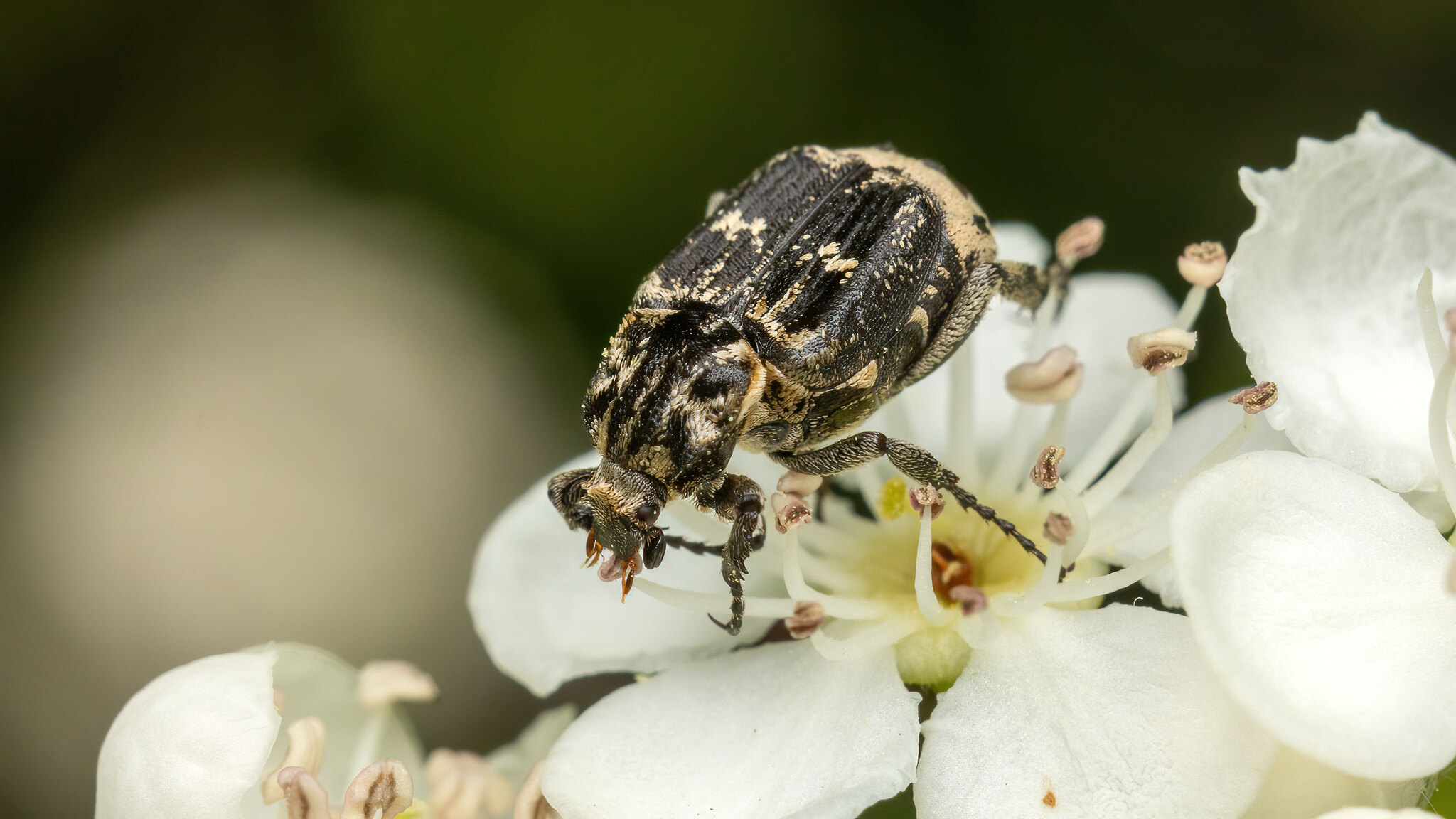 Scarabaeidae Valgus hemipterus