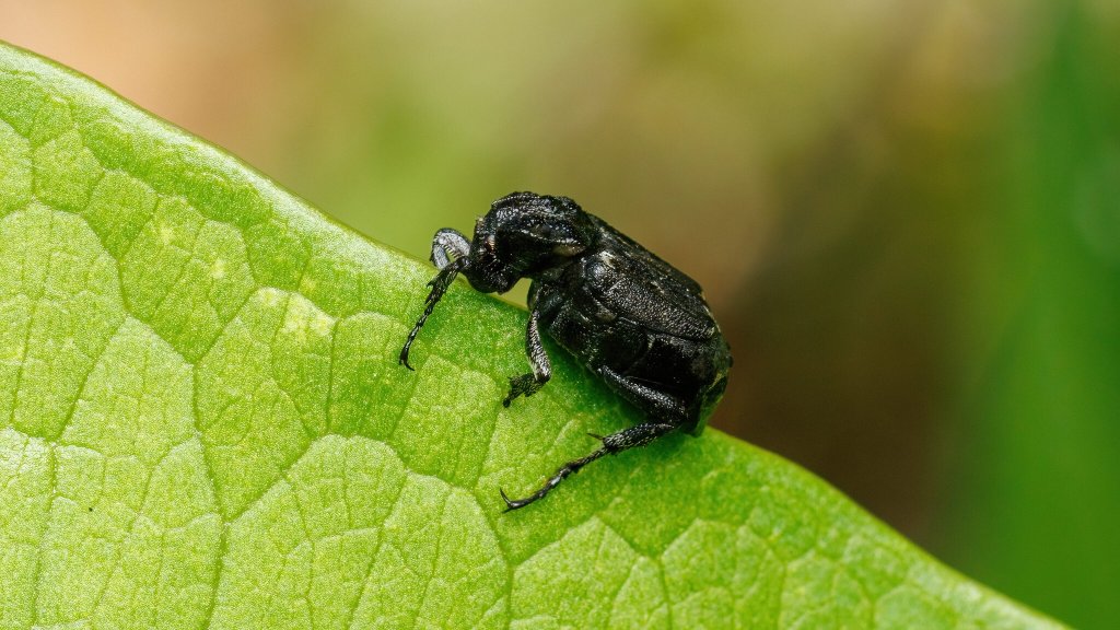 Valgus hemipterus