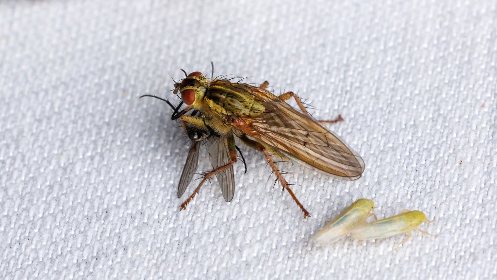Scathophaga sp.