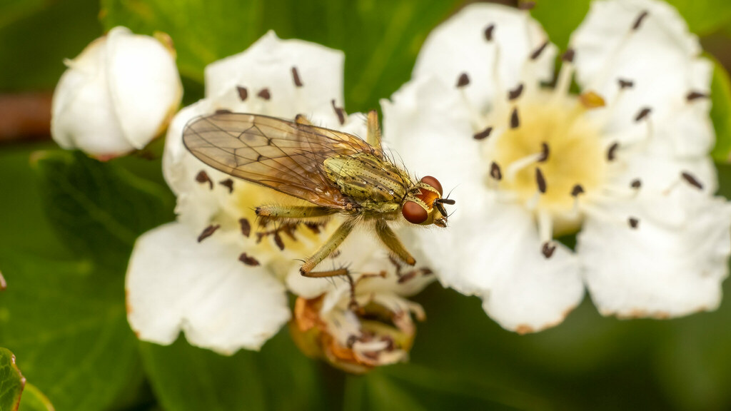 Scathophagidae Scathophaga stercoraria