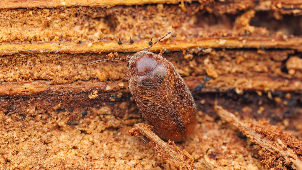Scirtidae Contacyphon