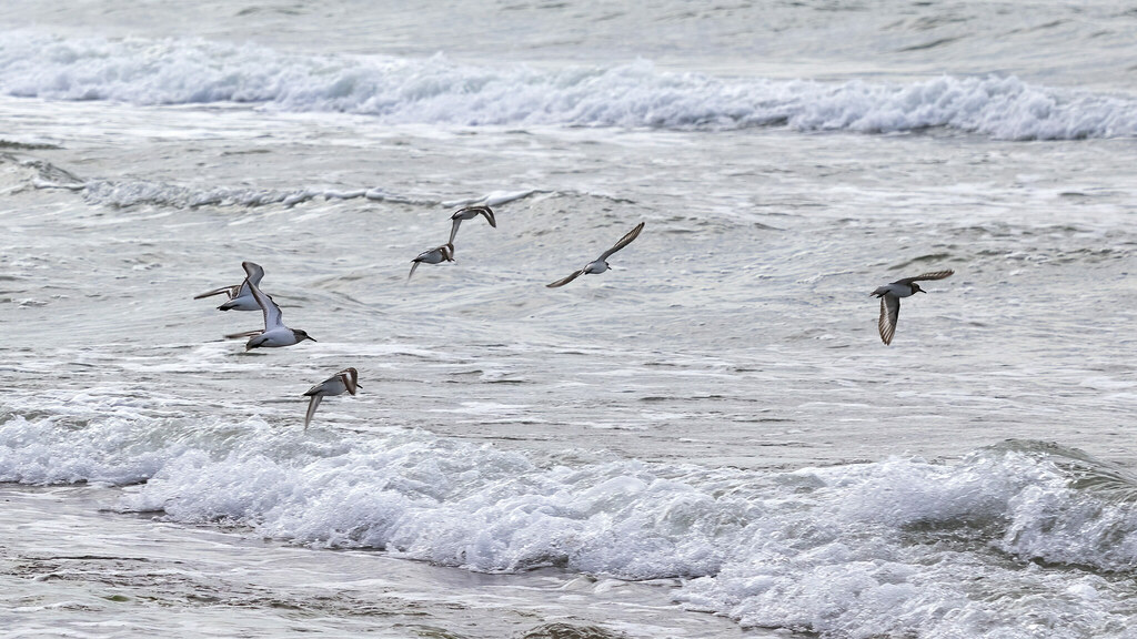 Calidris alba