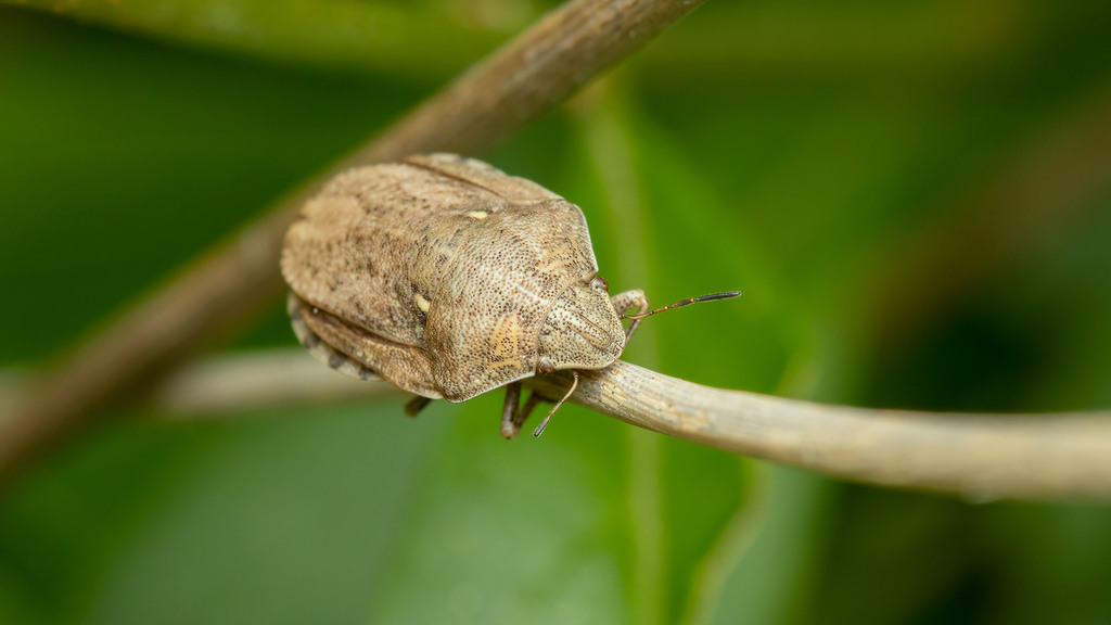 Scutelleridae Eurygaster maura