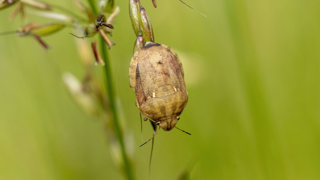Scutelleridae Eurygaster maura