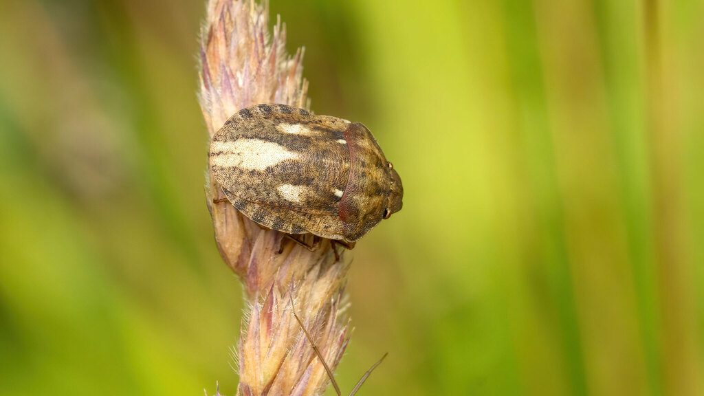 Scutelleridae Eurygaster testudinaria