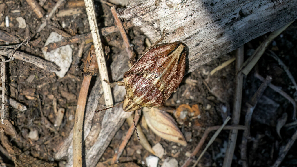Scutelleridae Odontotarsus purpureolineatus